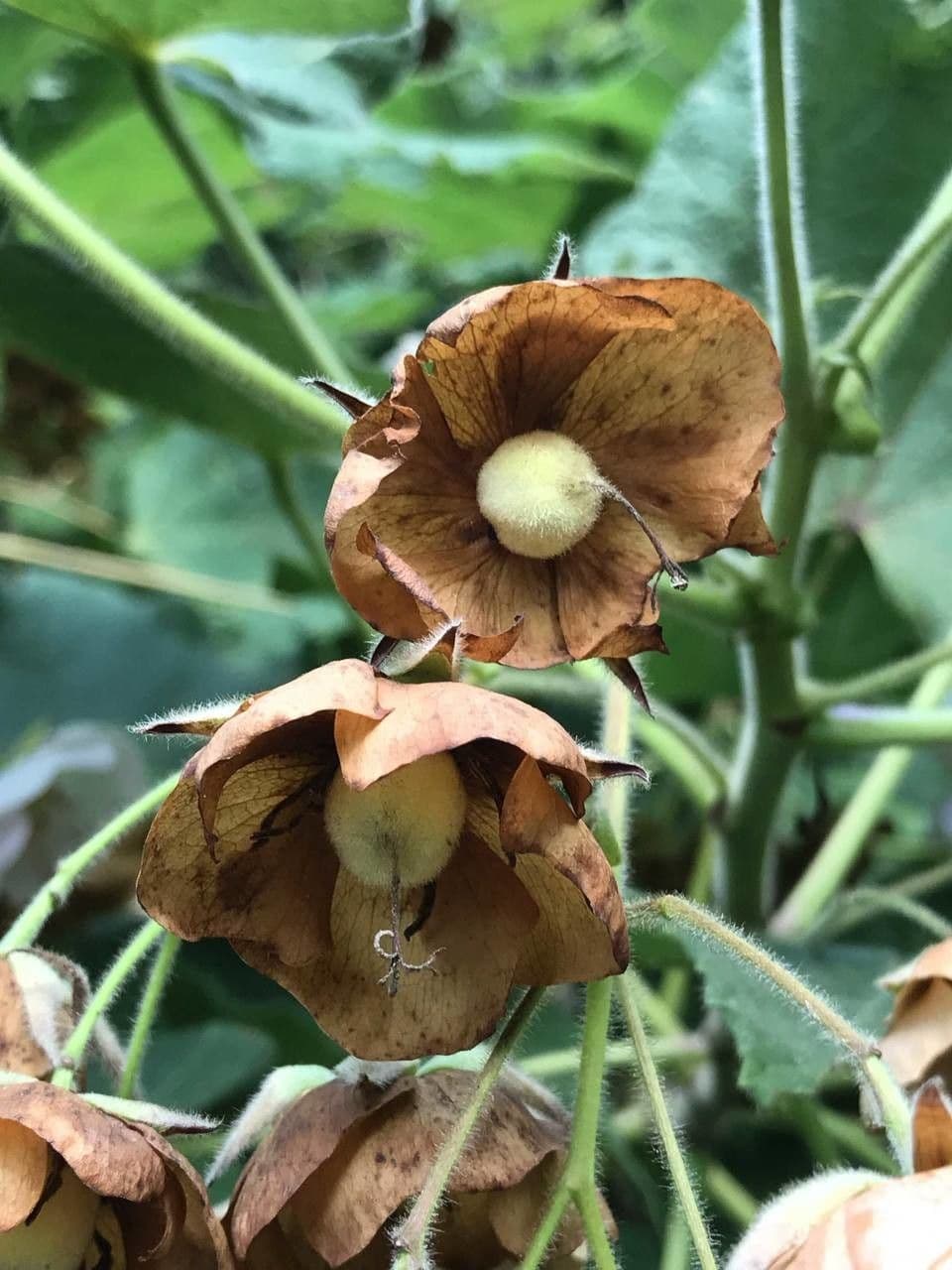 Dombeya burgessiae