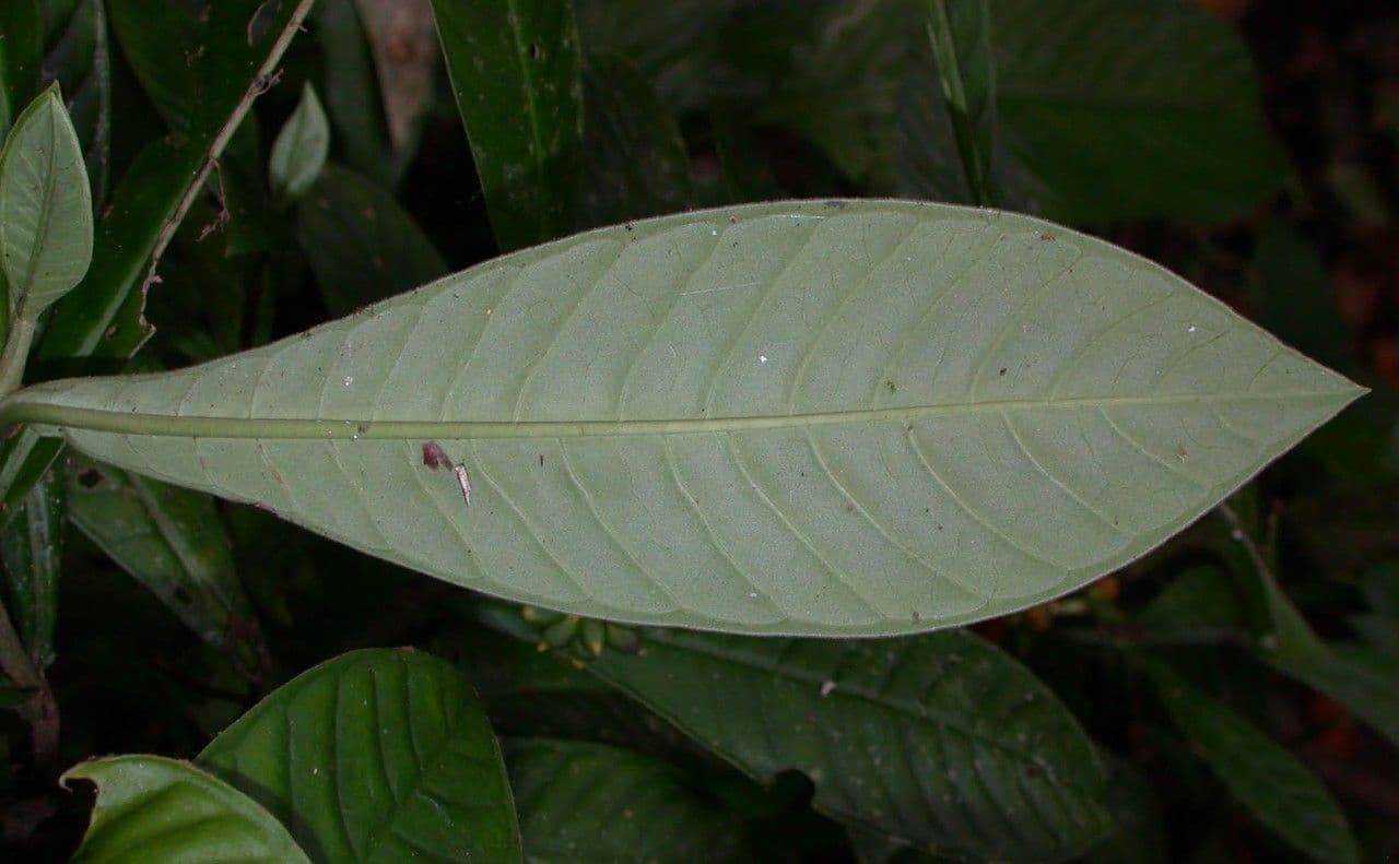 Psychotria 10