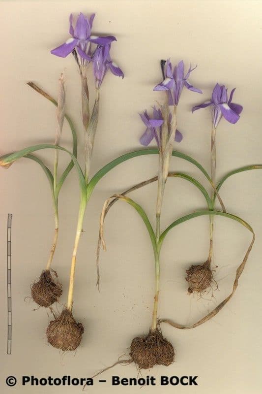 Moraea 25
