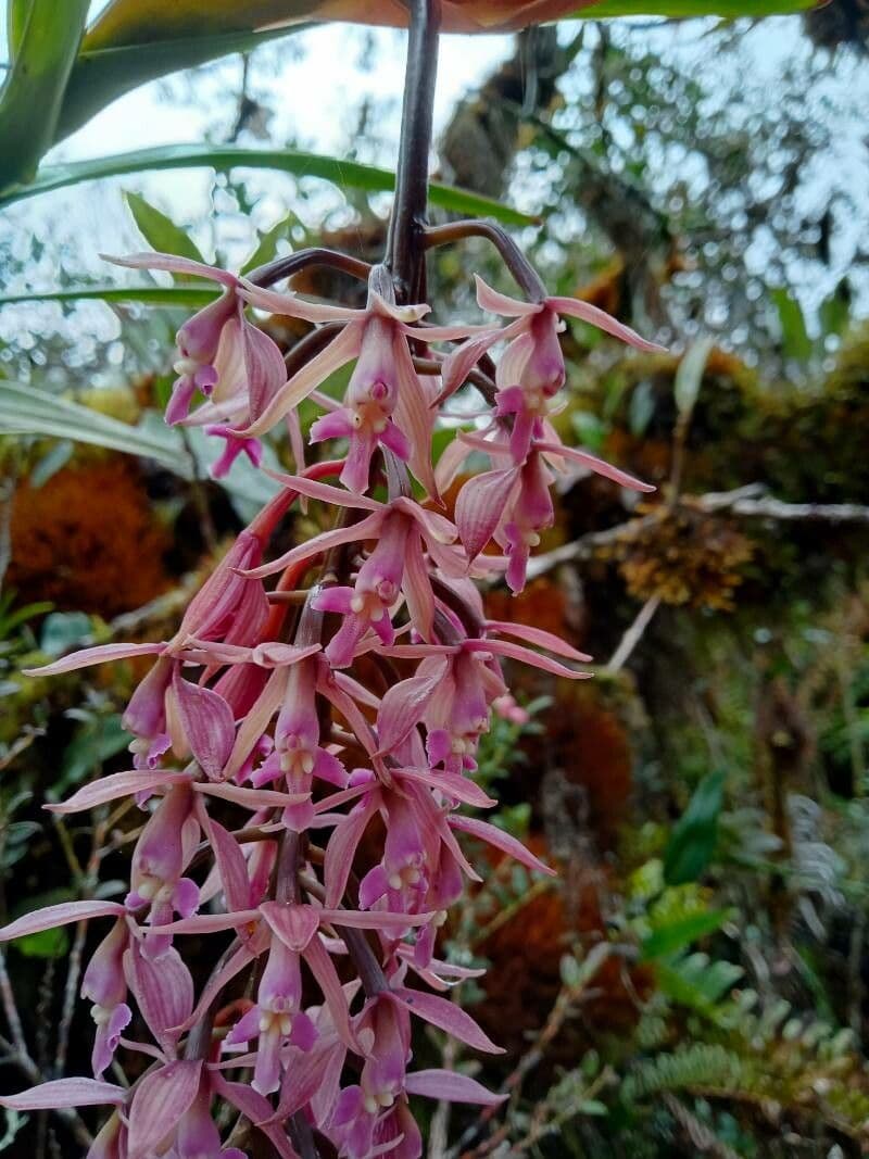 Epidendrum 5