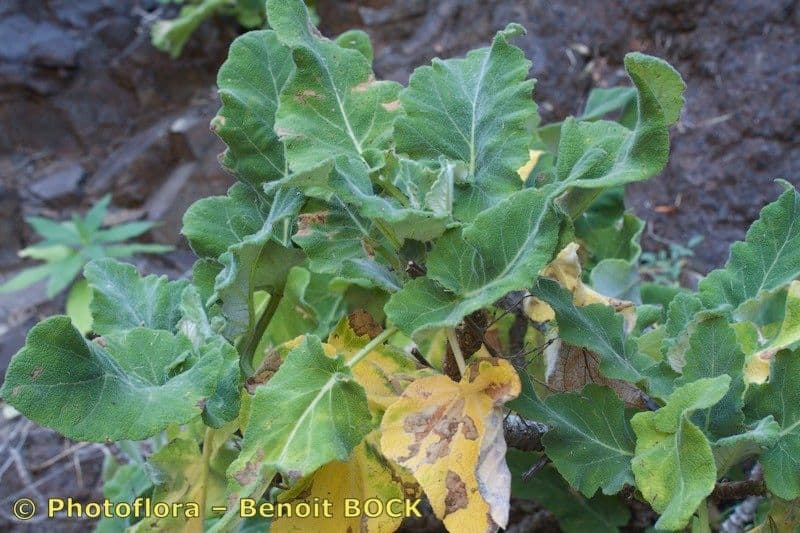 Salvia 13