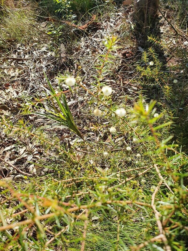 Acacia buisson 4