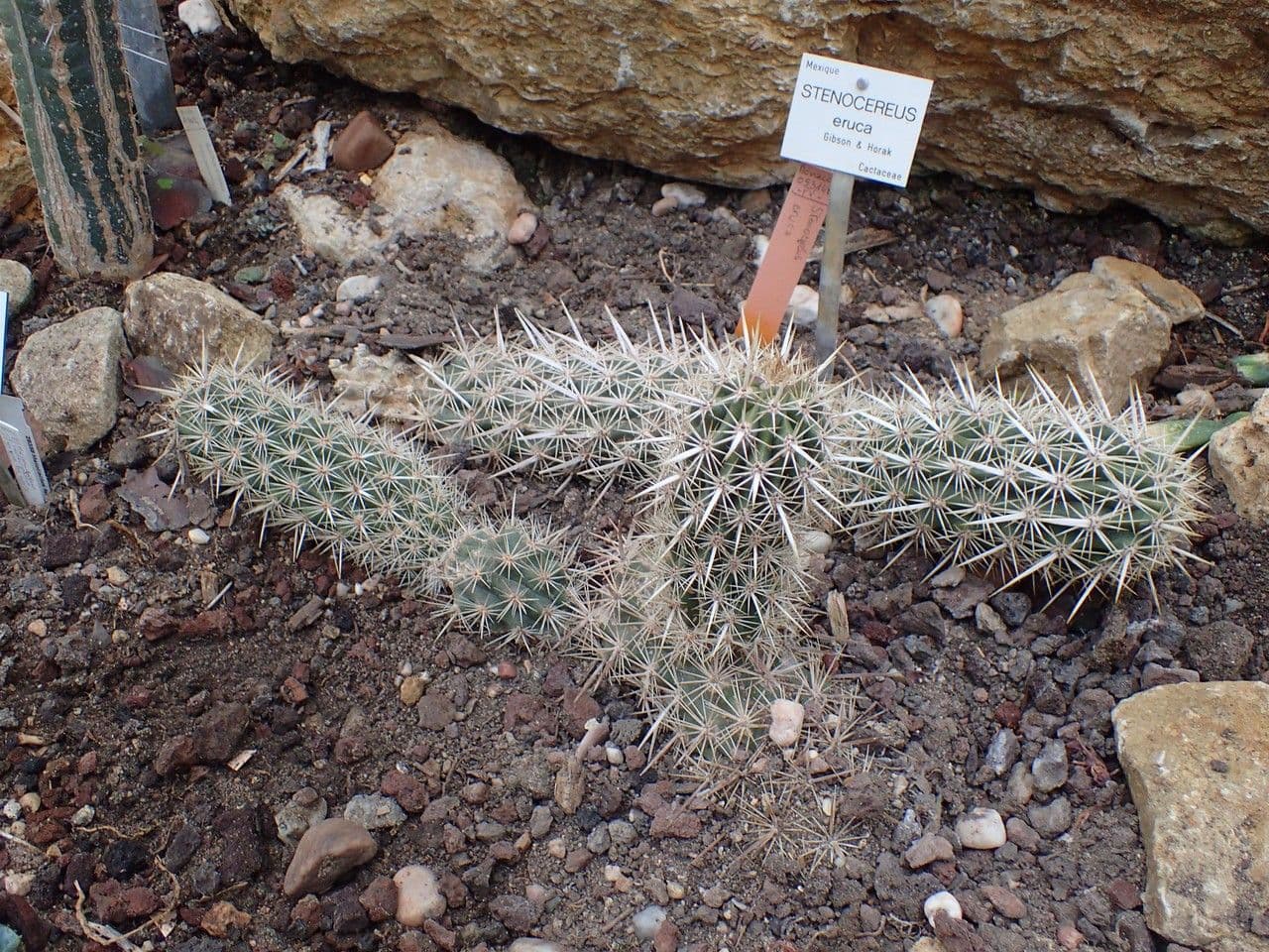 Chirinola 5