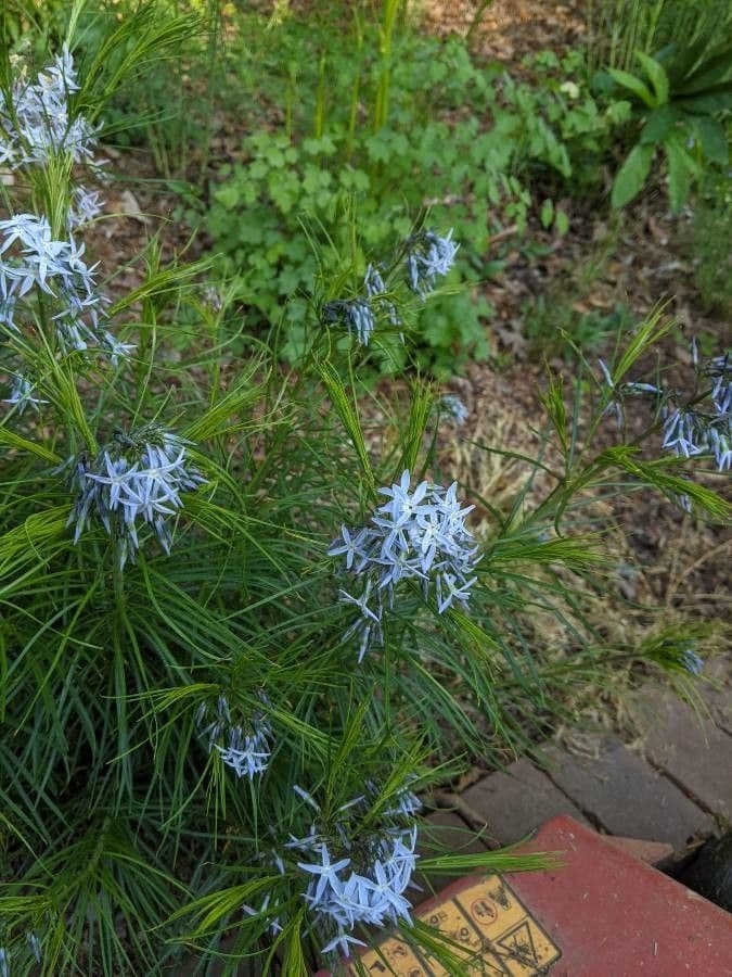 Amsonia 2