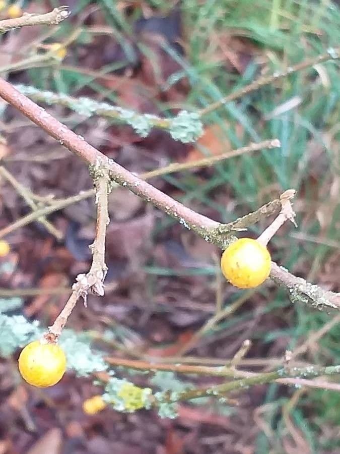 Grewia 2