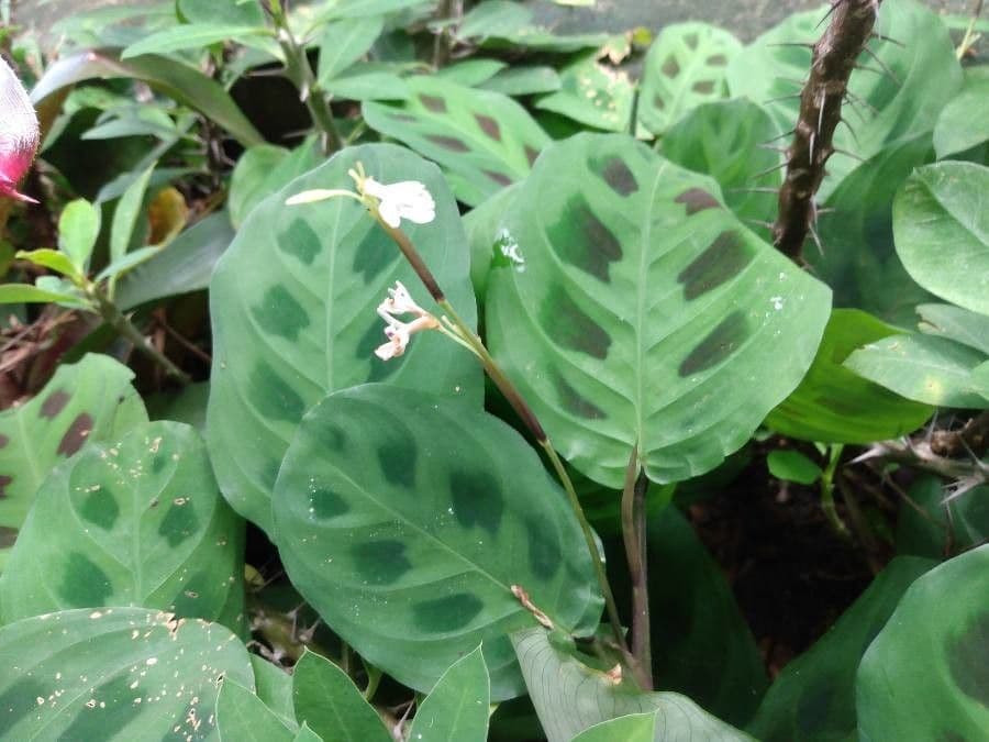 Maranta 5