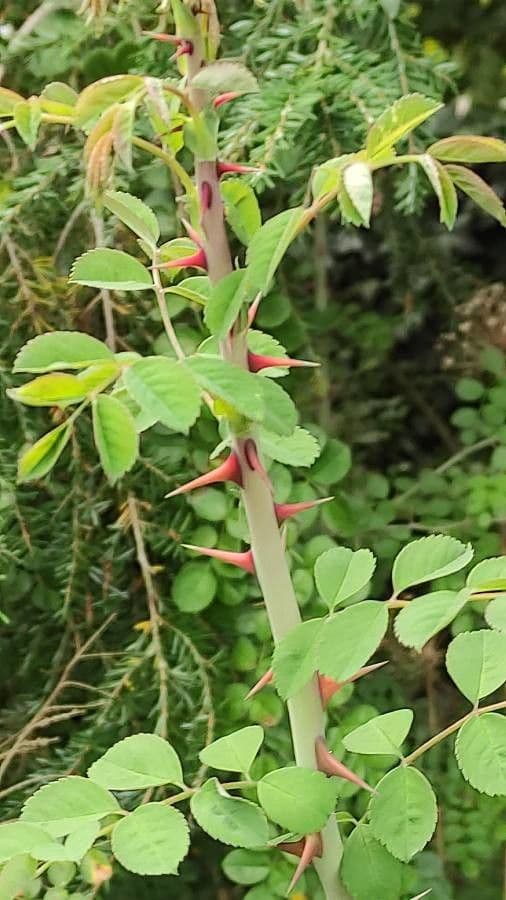 Rosa 16