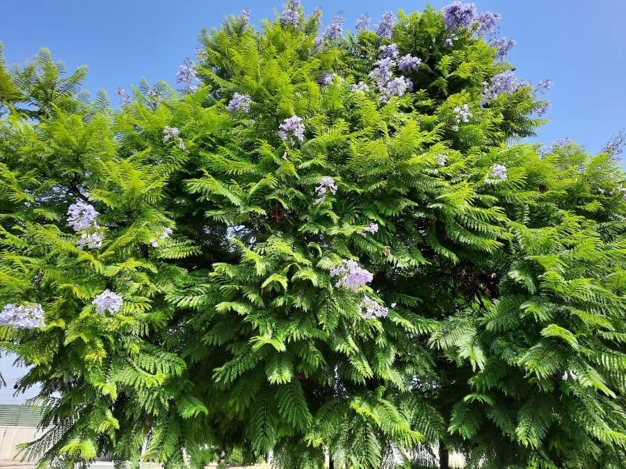 Jacaranda 15
