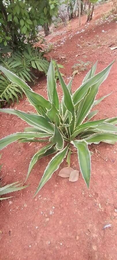 Sisal selvatico 2