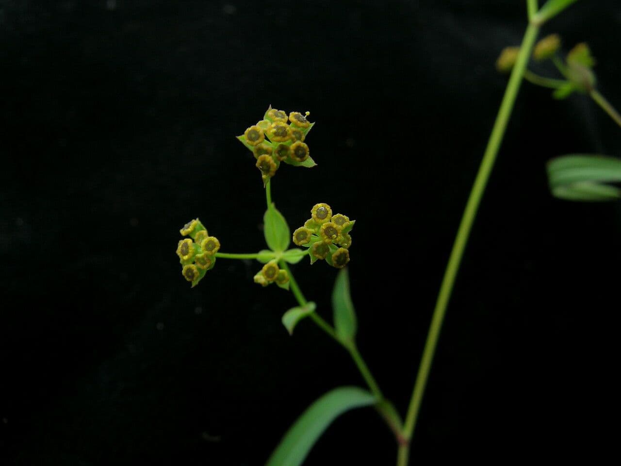 Bupleuro gracile 5
