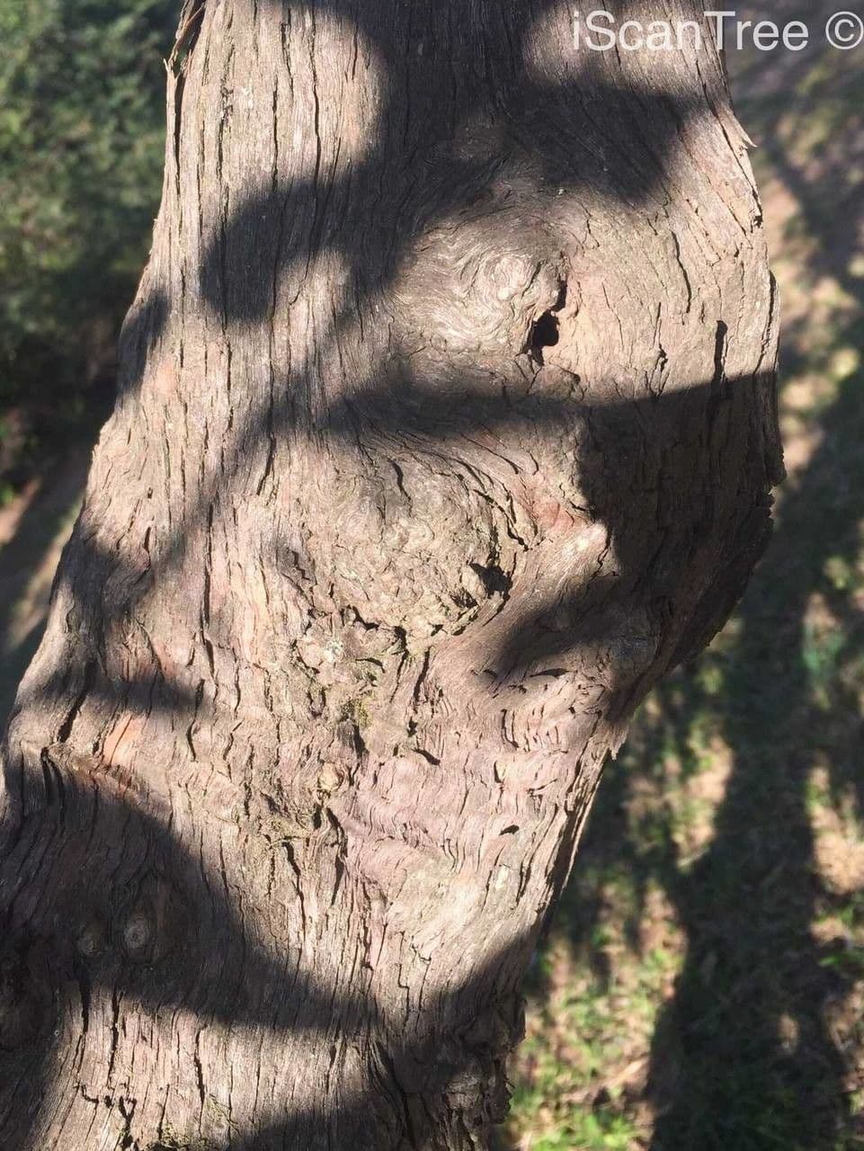 Pavetta 17