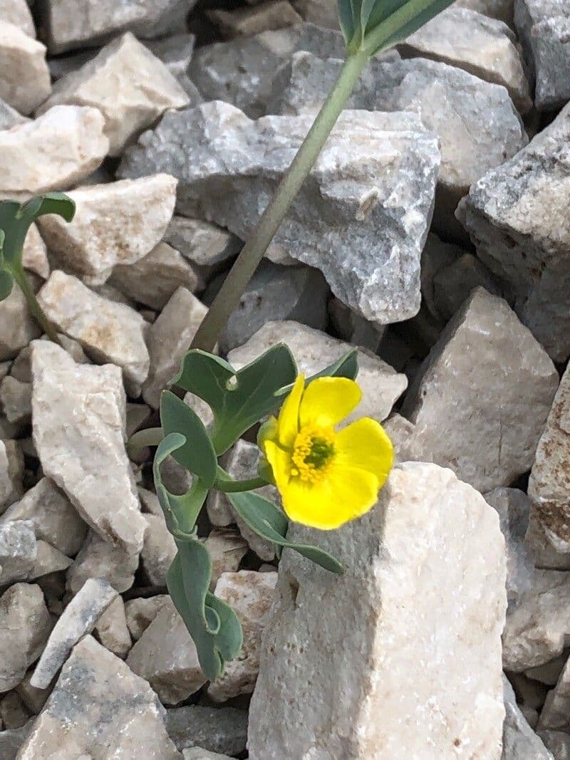 Ranuncolo