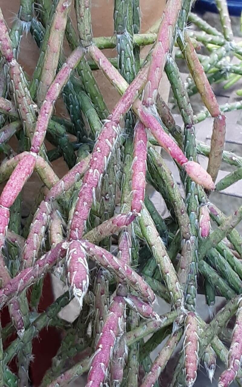 Rhipsalis 21