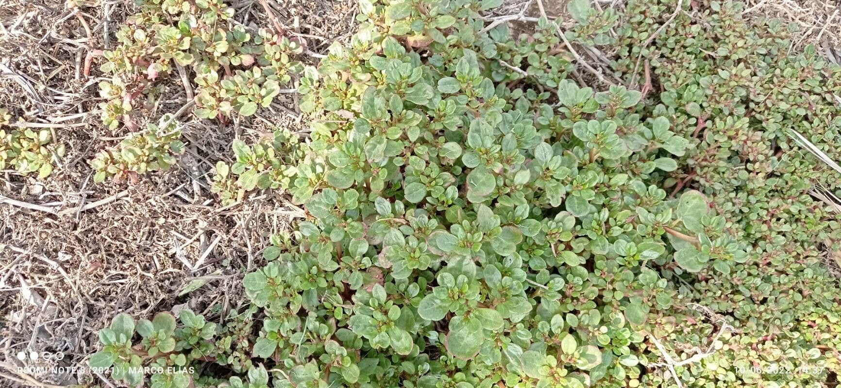Trianthema portulacastrum 17