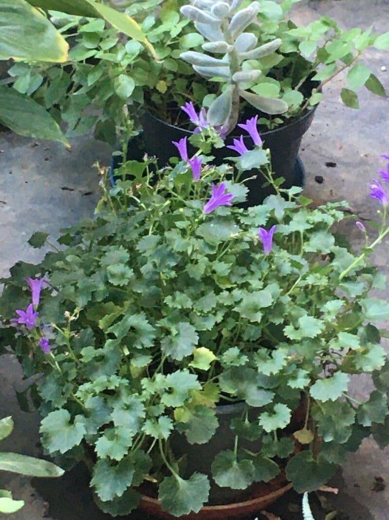 Campanilla adriática 12