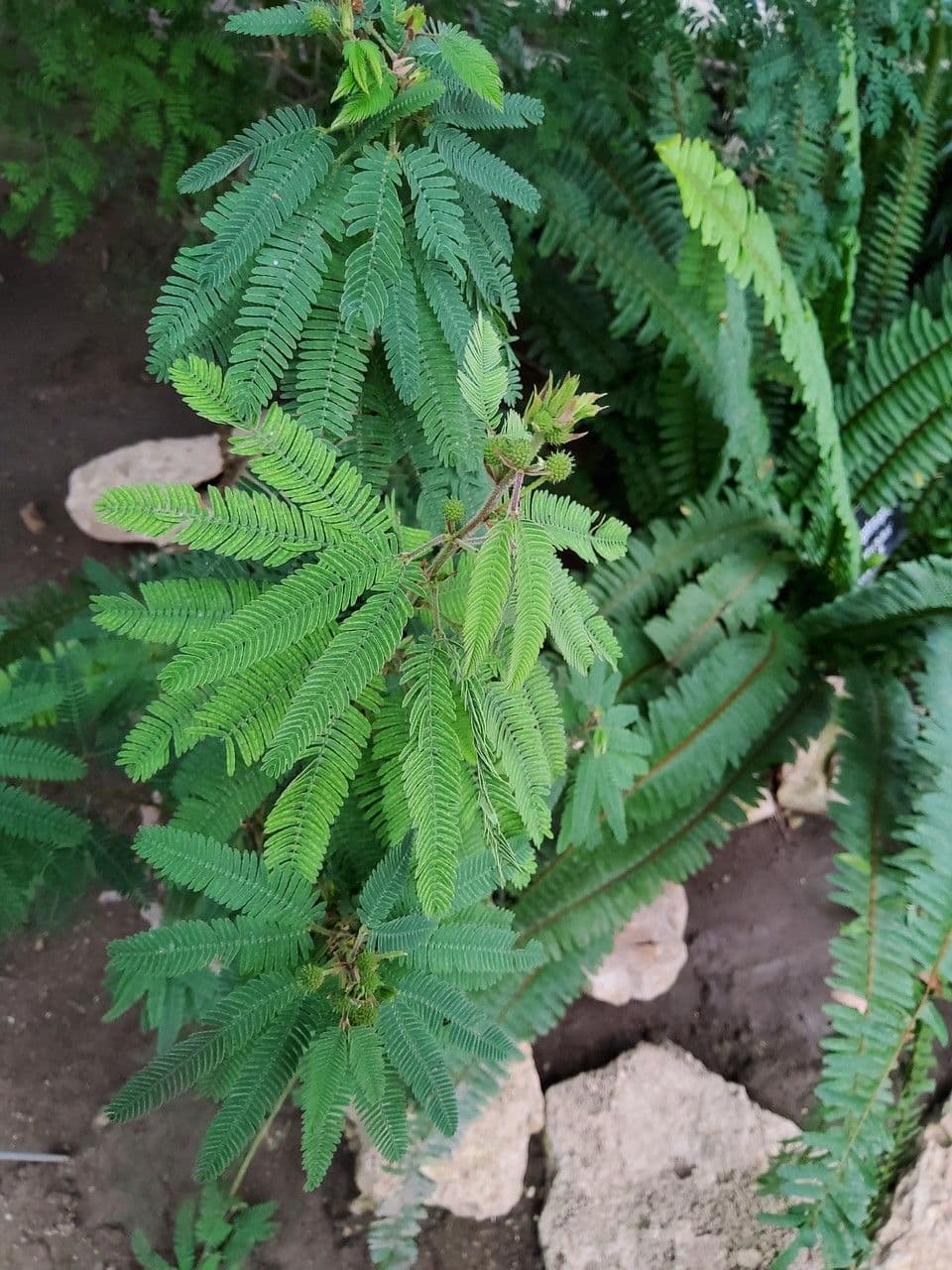 Mimosa spinosa 14