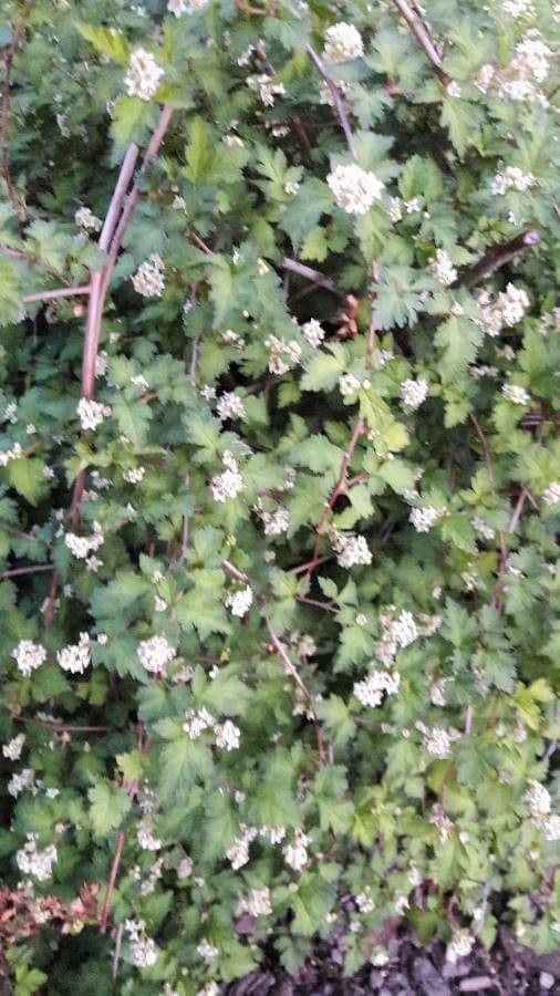 Neillia incisa 18