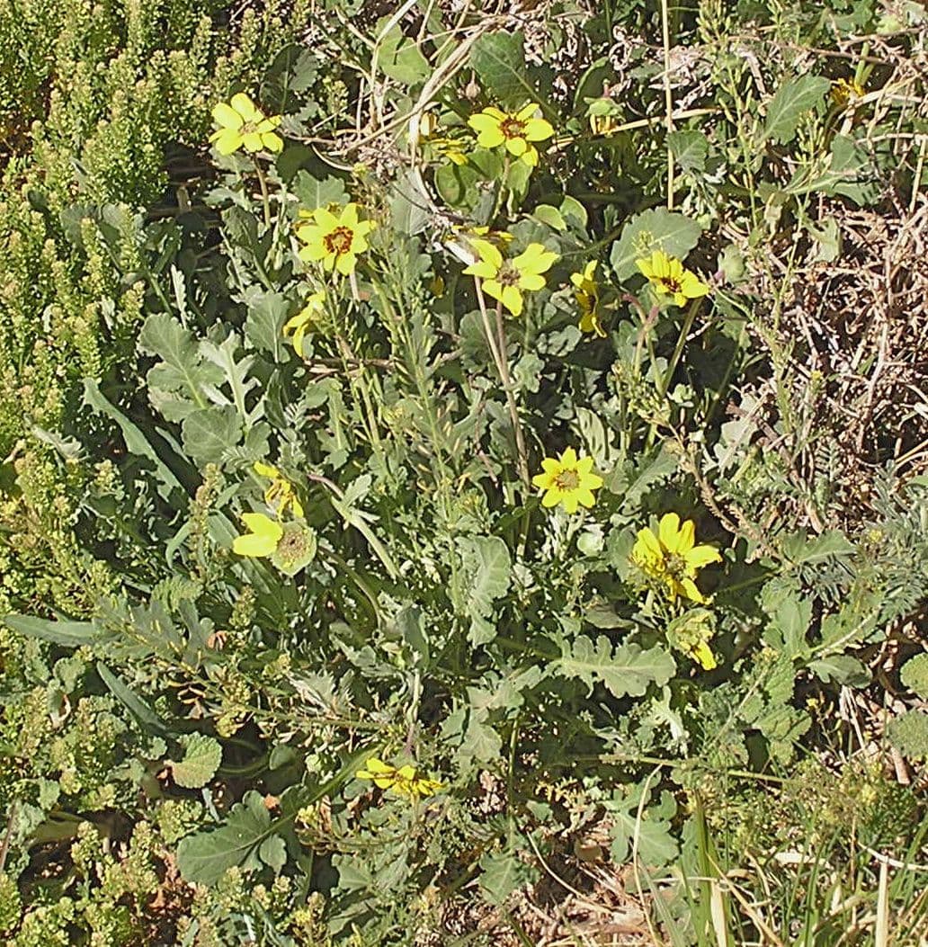 Berlandiera 9