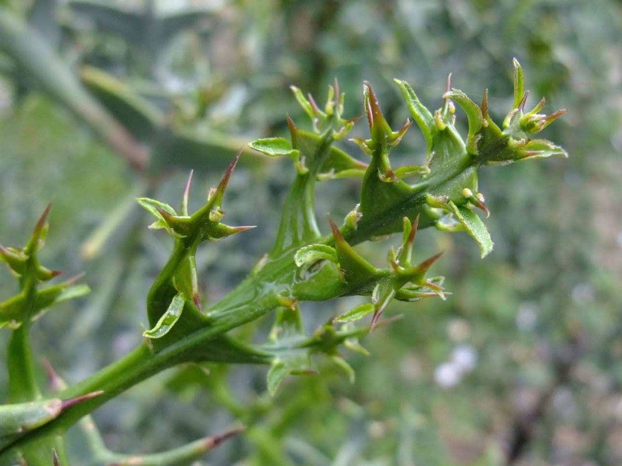 Colletia 12