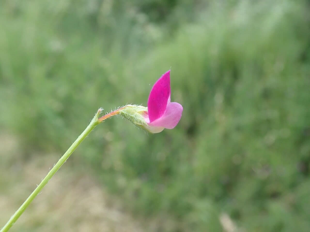 Cicerchia pelosa 10
