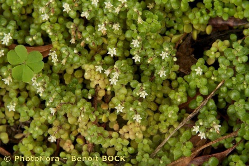 Crassula expansa 18