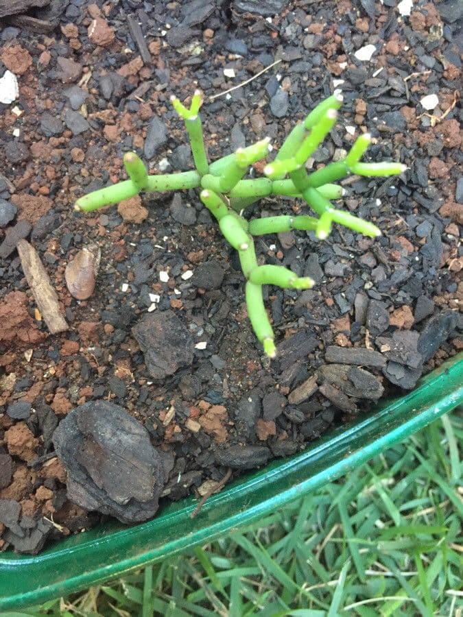 Cactus corail 16