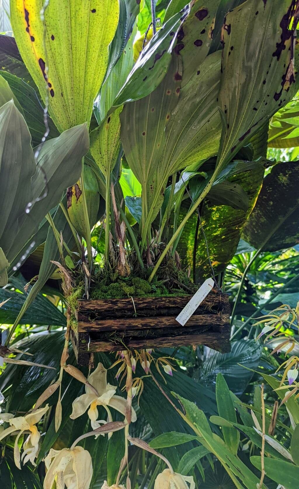 Stanhopea