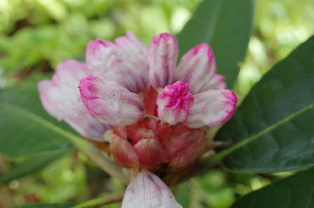 Rododendro 24