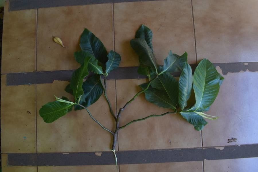 Triplaris 13