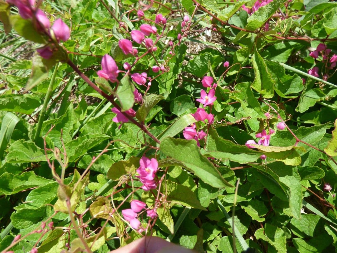 Antigonon leptopus 30
