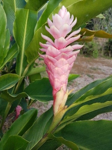 Zázvor purpurový 9