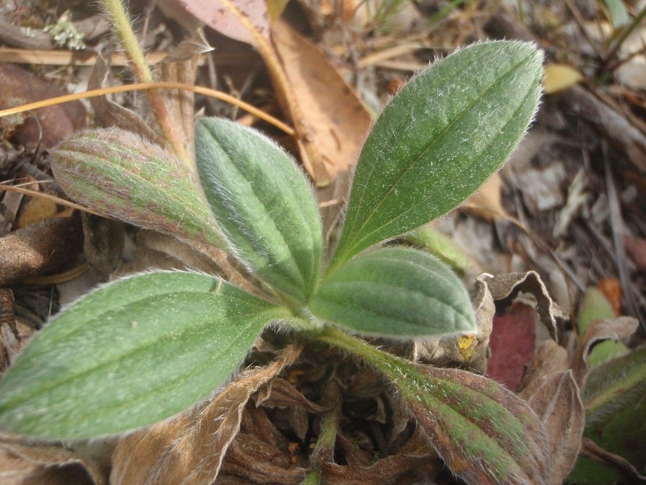 Tuberaria 7