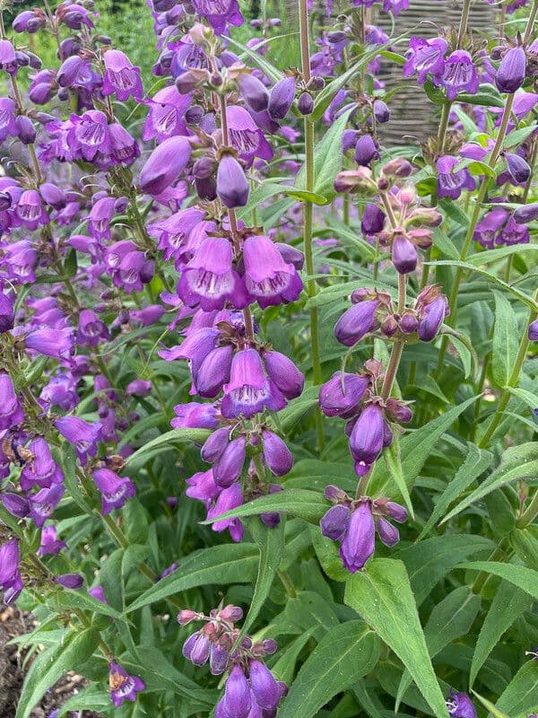 Penstemon cobaea 2