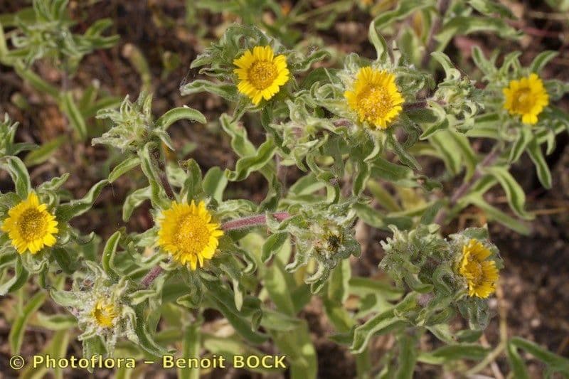 Asteriscus acquatico 18