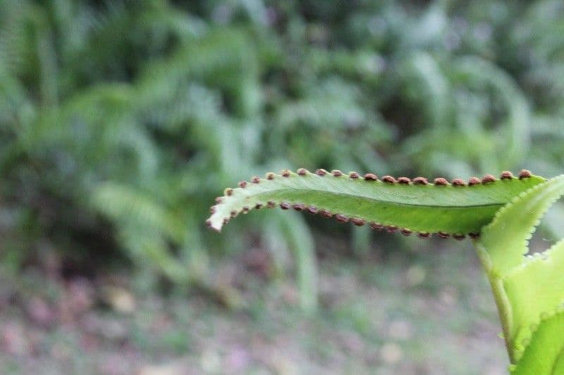 Nephrolepis 22