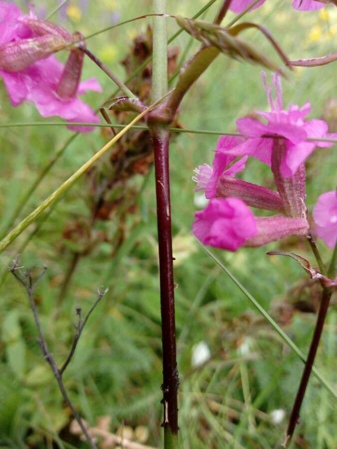 Silene viscido 16