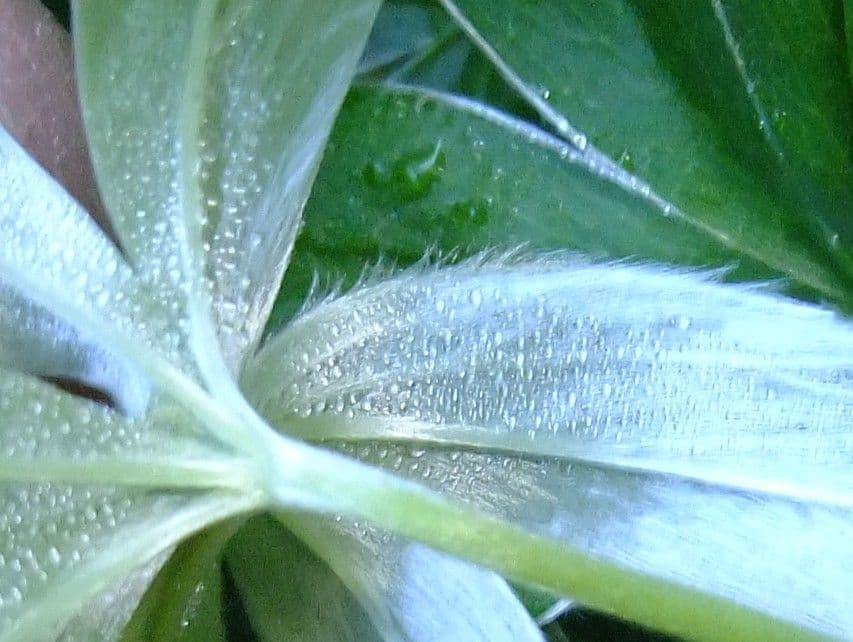 Erba stella 18