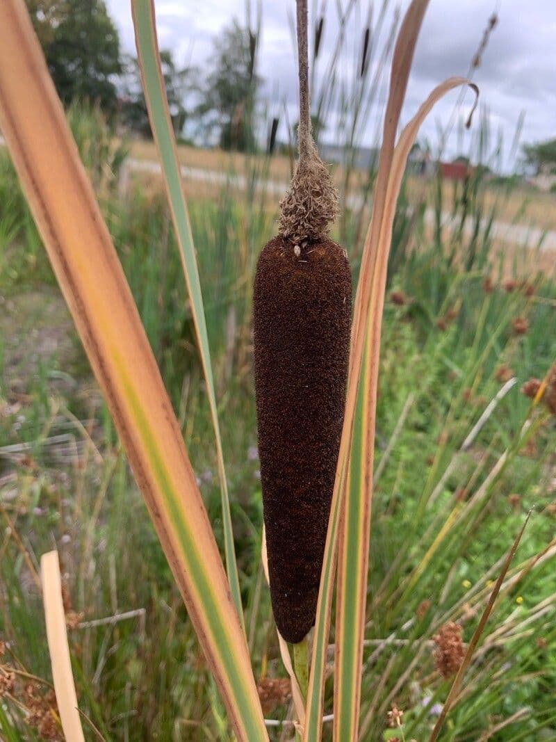 Typha shuttleworthii