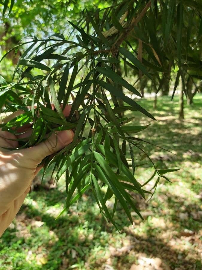 Afrocarpus falcatus 9