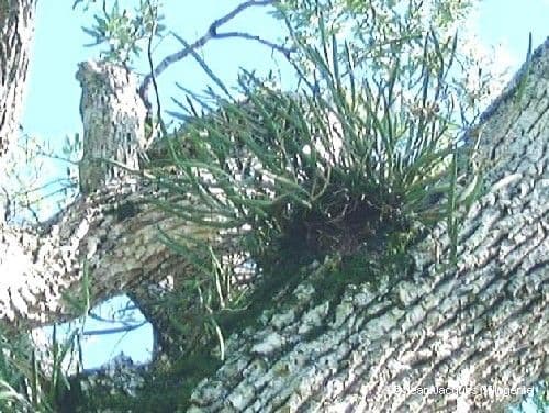 Dendrobium 4