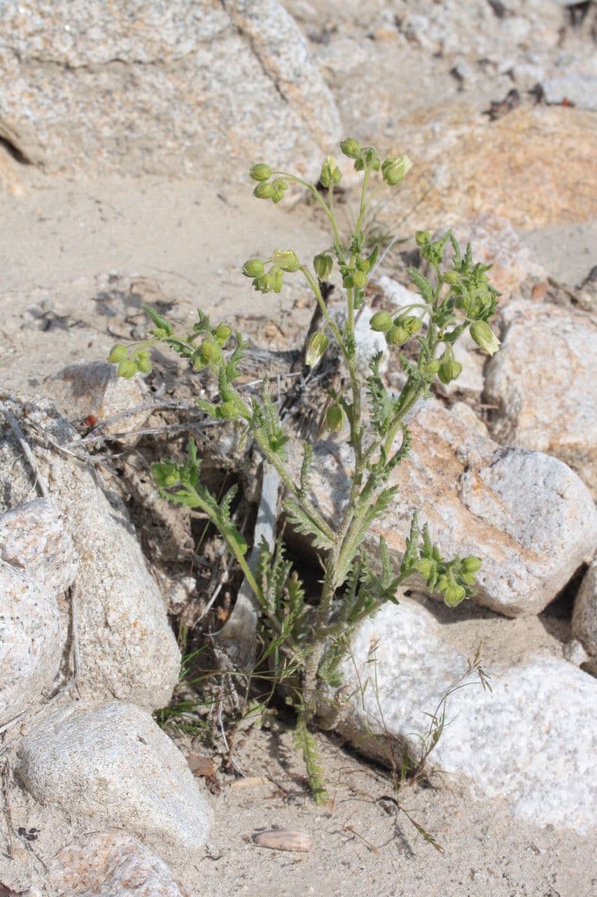 Emmenanthe penduliflora 8