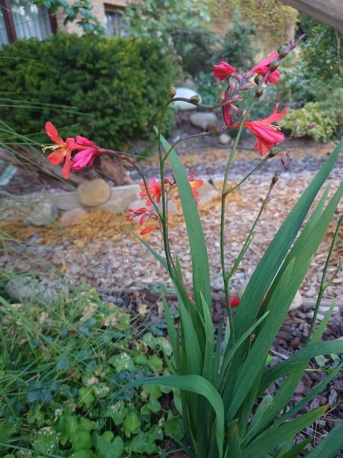 Montbretia 5