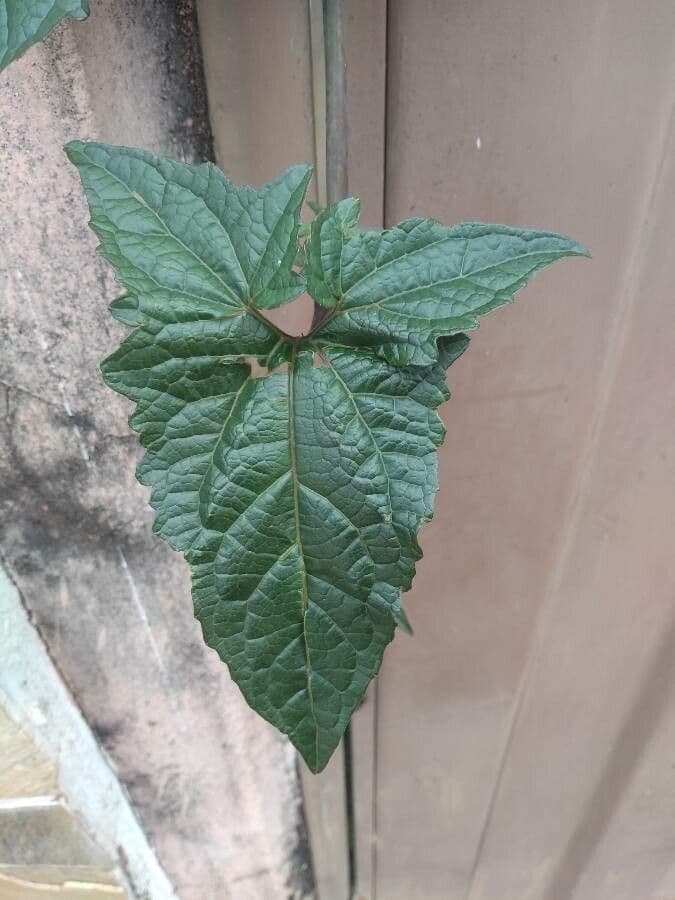Mikania scandens 13