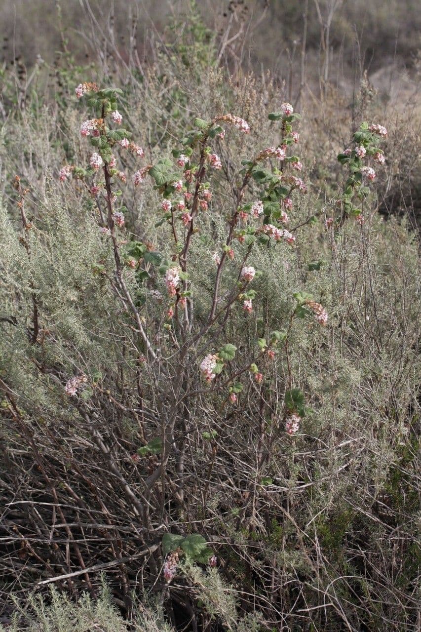 Ribes malvaceo 6