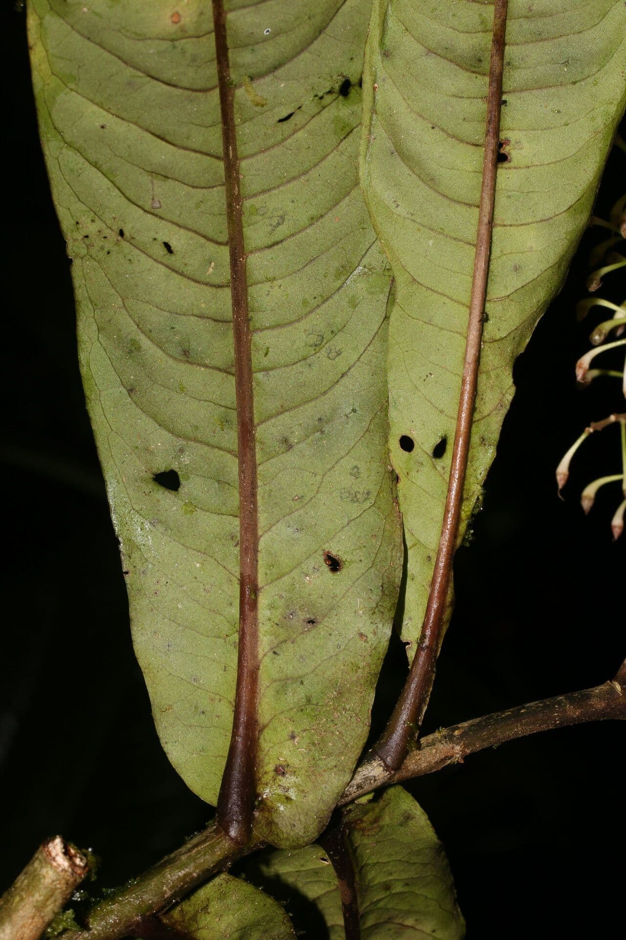 Ardisia 12