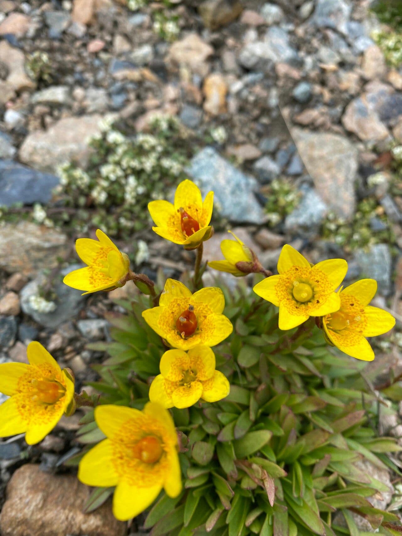 Sassifraga hirculus 9