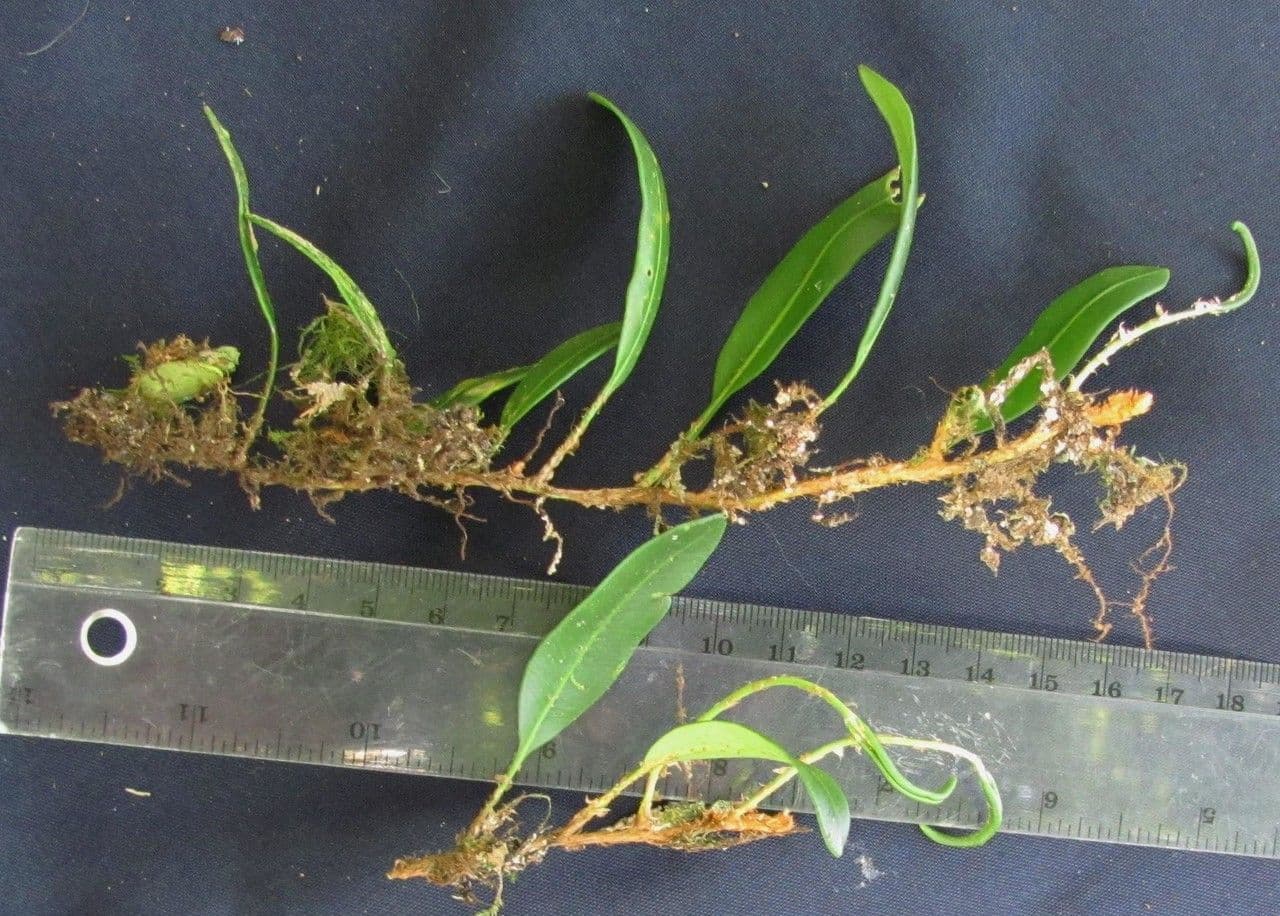 Elaphoglossum
