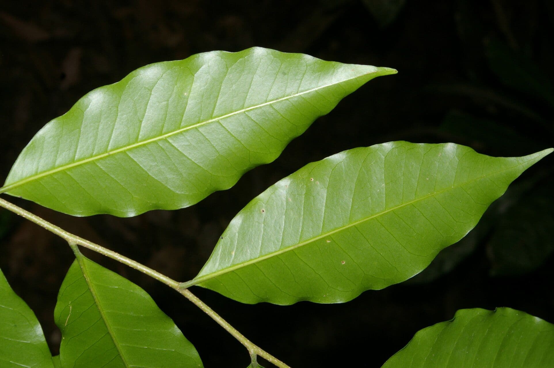 Aspidosperma rigida 3