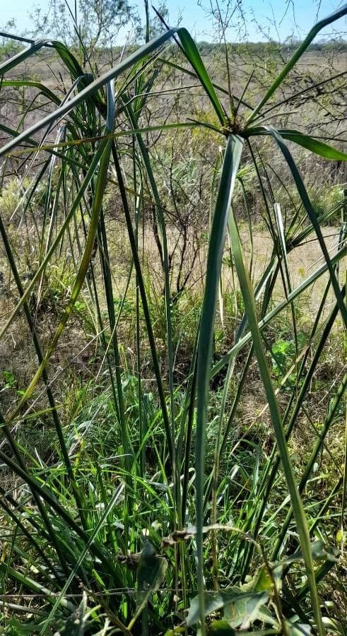 Zigolo di Entrerrios 2