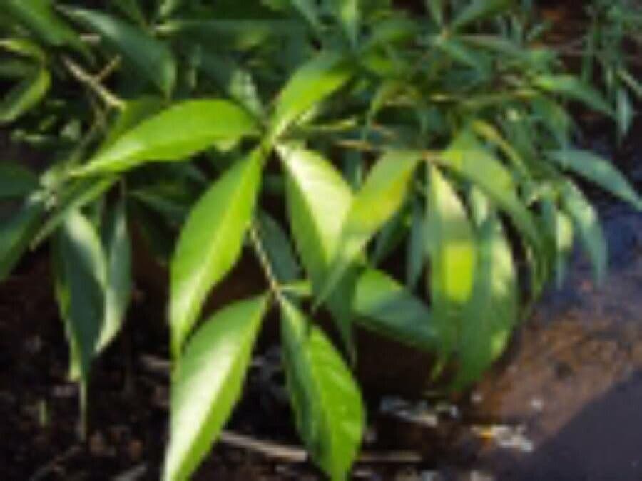 Crateva religiosa 7